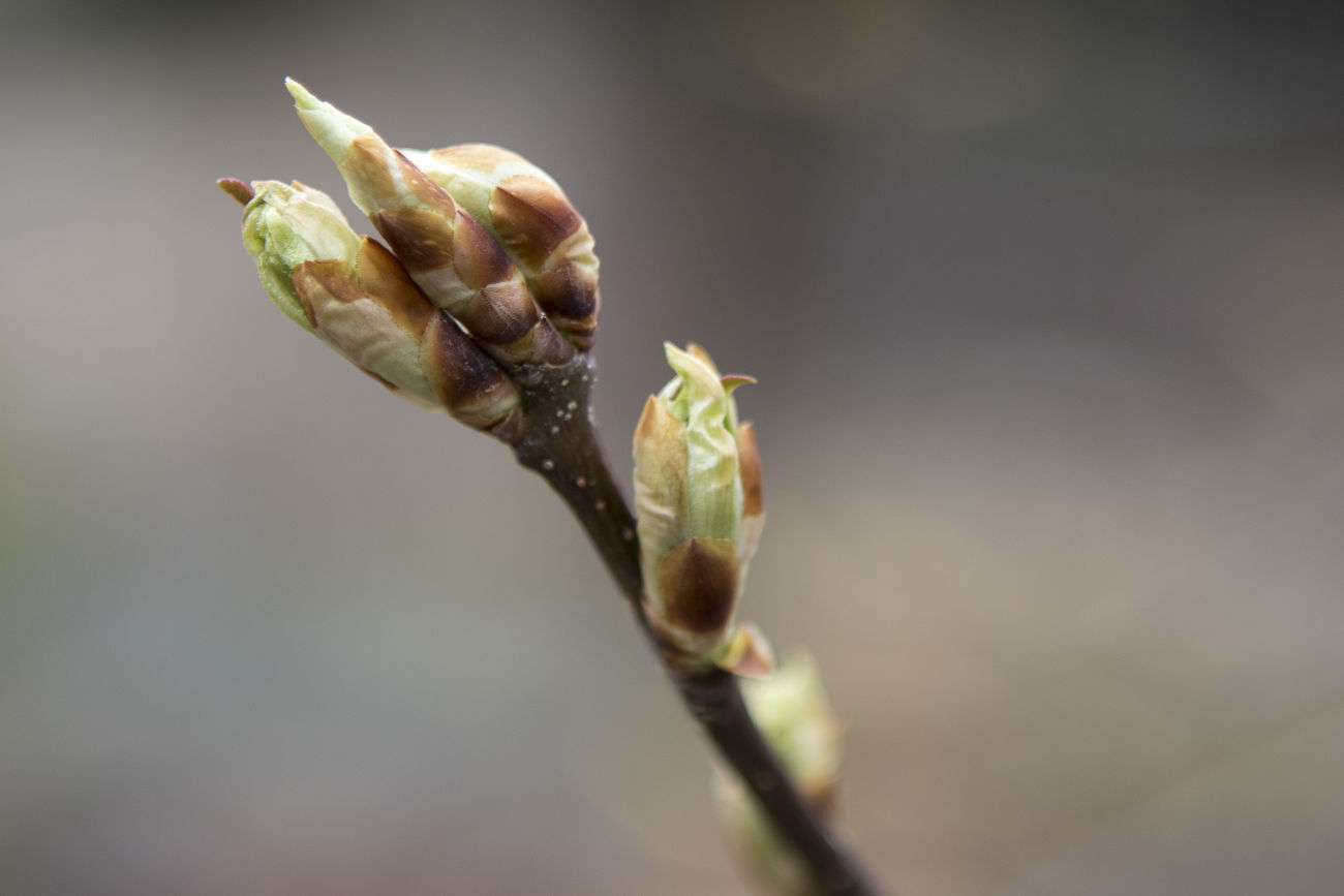 Tree Buds
